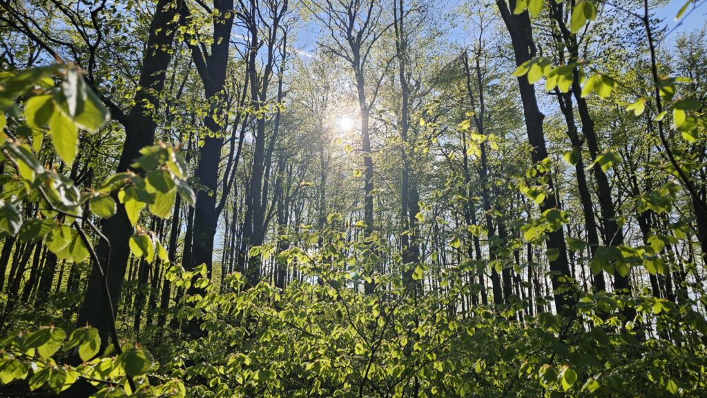 Beech forest